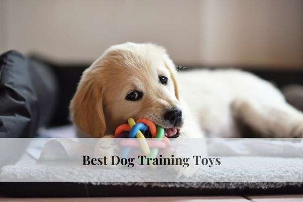 The Best Dog Training Toys to Boost Obedience and Fun