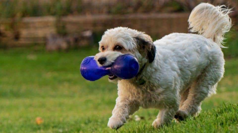 5 Cool Reasons Why Dogs Like Squeaky Toys