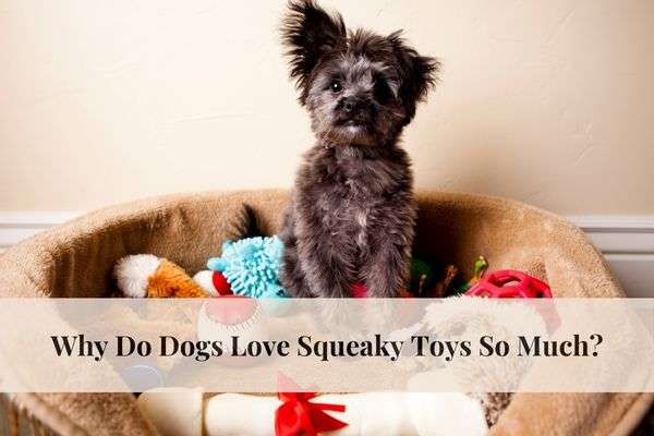 Why Do Dogs Love Squeaky Toys So Much?